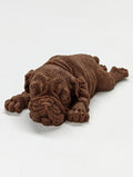 Chocolate Shar Pei