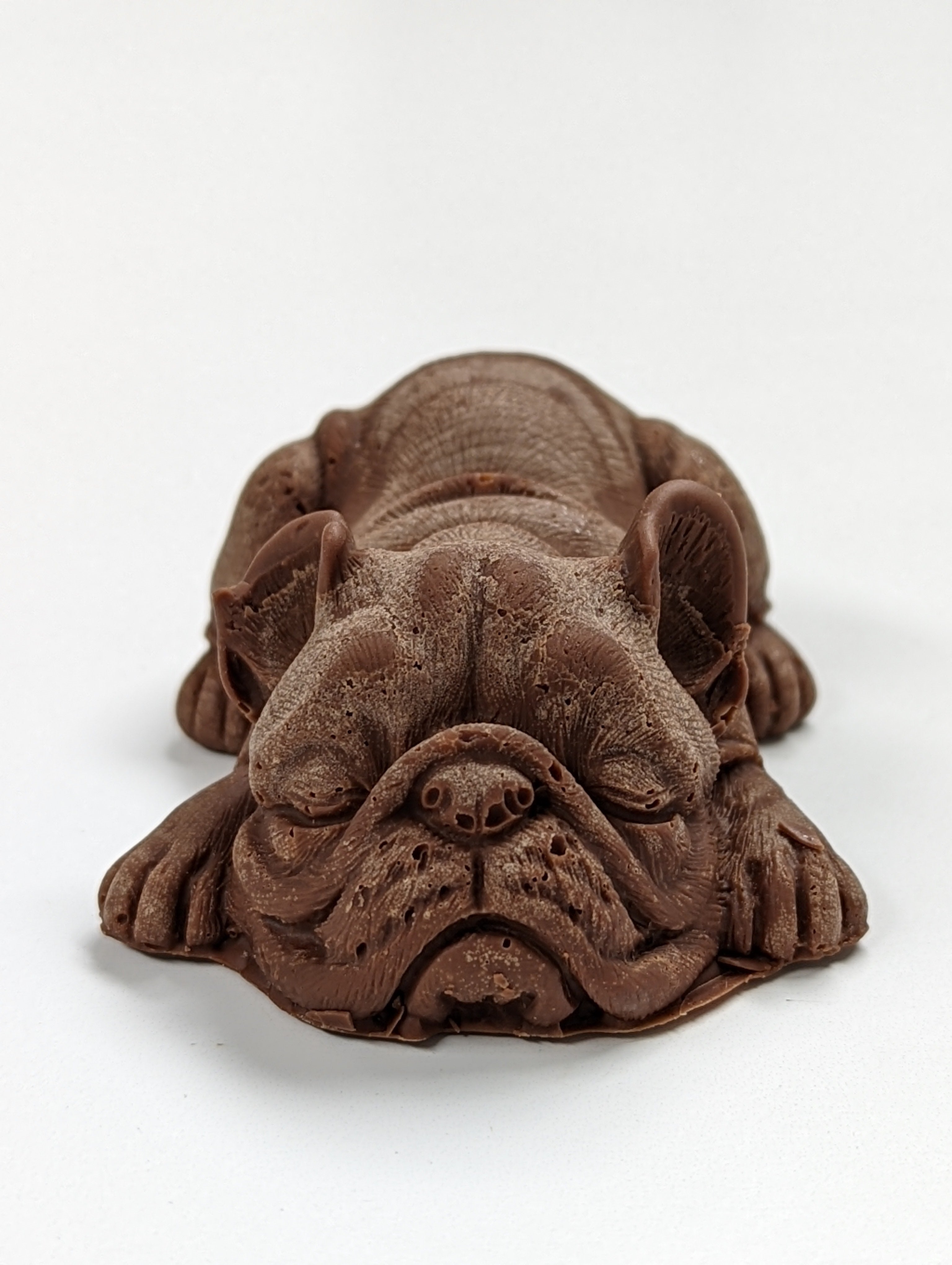Chocolate French Bulldog